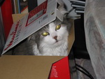 Jessi in einer Schachtel in unserem Wohnzimmer.